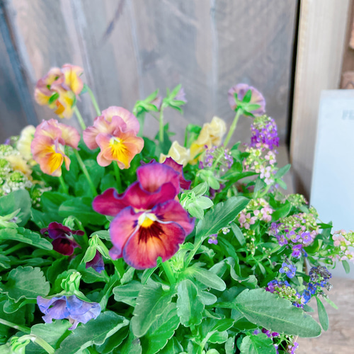 大人気♡【フリルビオラ 華あられ寄せ植え】長く楽しめる可愛い