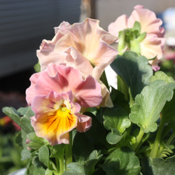 レア♪桐生ふぁ～むさんと花日和さんコラボ♡ フリル咲きビオラ