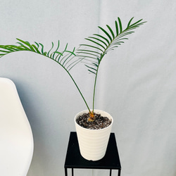 ［現品］【希少】4番　サイカス　クリビコーラ　ルテア　実生　蘇轍　観葉植物　レア ［現品］【希少】4番　サイカス　クリビコーラ　ルテア　実生　蘇轍　観葉植物　レア