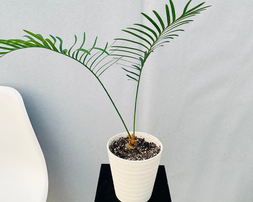 ［現品］【希少】26番　Cycas sp. Silver 実生　蘇轍　レア　6年 現品］【希少】26番 Cycas sp. Silver 実生 蘇轍 レア 6年