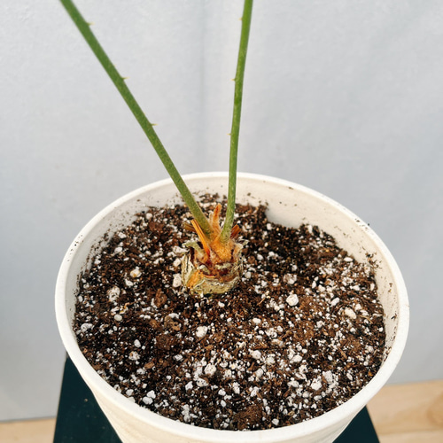 ［現品］【希少】26番　Cycas sp. Silver 実生　蘇轍　レア　6年 現品］【希少】26番 Cycas sp. Silver 実生 蘇轍 レア 6年