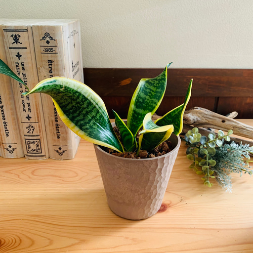 希少】サンスベリア ツイスト 3号 木の香りがする鉢 観葉植物 オシャレ