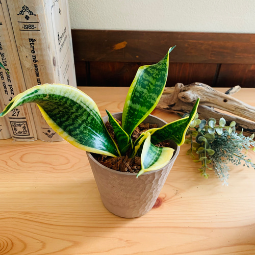 希少】サンスベリア ツイスト 3号 木の香りがする鉢 観葉植物 オシャレ