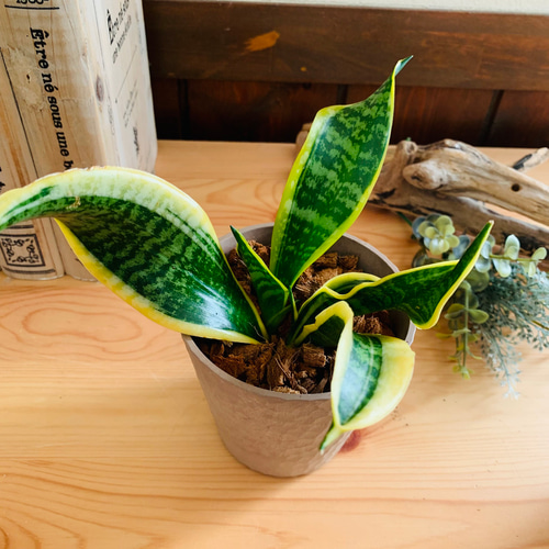 希少】サンスベリア ツイスト 3号 木の香りがする鉢 観葉植物 オシャレ