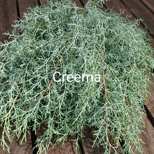 コニファーブルーアイスの切り枝 Fresh 長さ約25～30cm 森の香り