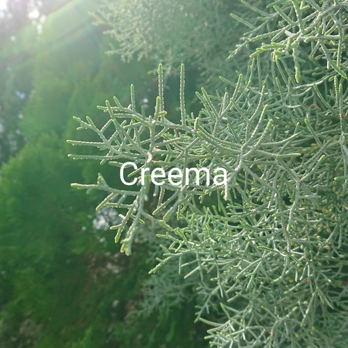 コニファーブルーアイスの切り枝 Fresh 長さ約30cm前後 森の香り