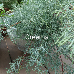 コニファーブルーアイスの切り枝 Fresh 長さ約30cm前後 森の香り