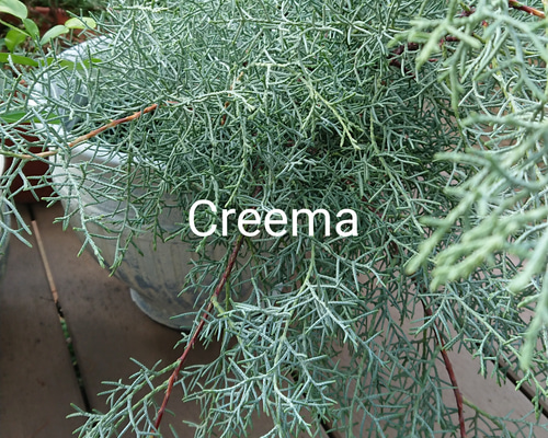 miyabiのブルーアイス 切枝 切花 コニファー クリスマス お正月 生花