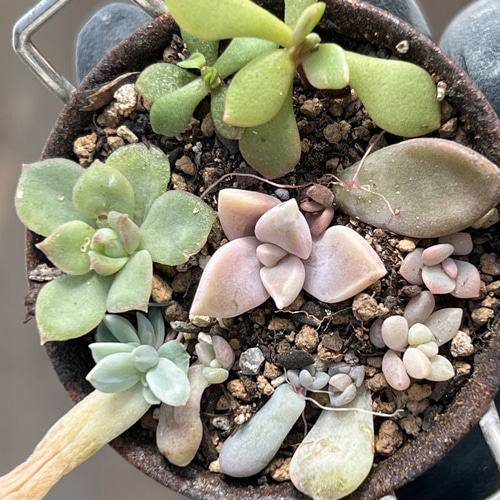 ベビー葉挿し＊多肉植物＊抜き苗 多肉植物 ＊N＊ 通販 18532934
