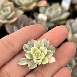 ティンカーベル錦#多肉植物#カット苗 多肉植物 ＊N＊ 通販
