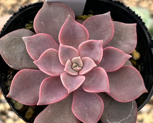 多肉植物 ほんのりピンクの紫麗殿♡カワイイ♡抜き苗 【公式通販】