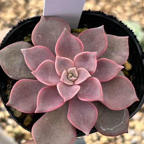 モリナ＊多肉植物＊抜き苗 多肉植物 ＊N＊ 通販 18533081｜Creema