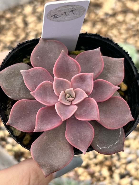 モリナ＊多肉植物＊抜き苗 多肉植物 ＊N＊ 通販 18533081｜Creema