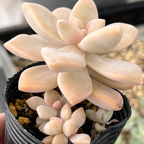 見返り美人＊多肉植物＊抜き苗 多肉植物 ＊N＊ 通販 18533127｜Creema