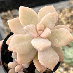 見返り美人＊多肉植物＊抜き苗 多肉植物 ＊N＊ 通販 18533127｜Creema