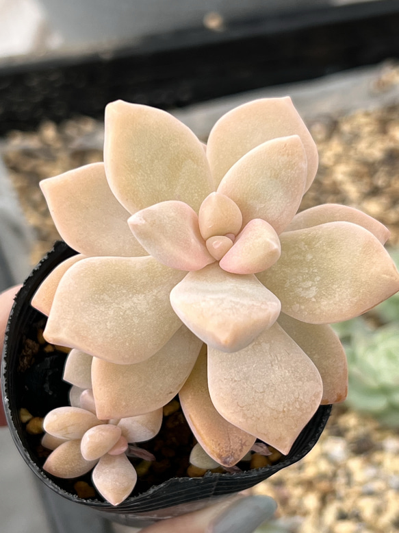 見返り美人＊多肉植物＊抜き苗 多肉植物 ＊N＊ 通販 18533127