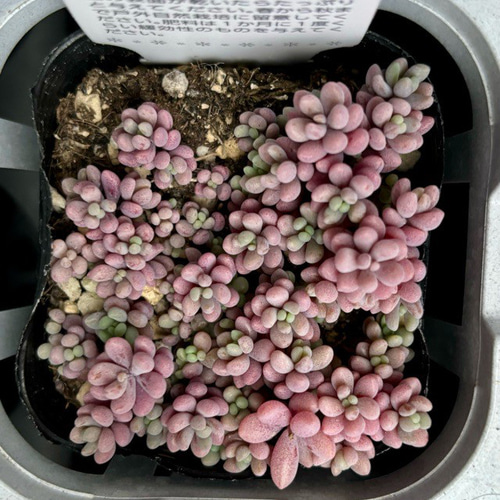 多肉植物　セダム　トリカラー&パープルヘイズ＆プロリフィカ×姫秀麗　3種類 多肉植物 セダム トリカラー&パープルヘイズ＆プロリフィカ×姫