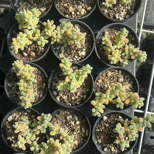 新入荷 多肉植物 ドロサンテマム Ice crystal 丸くてキラキラ