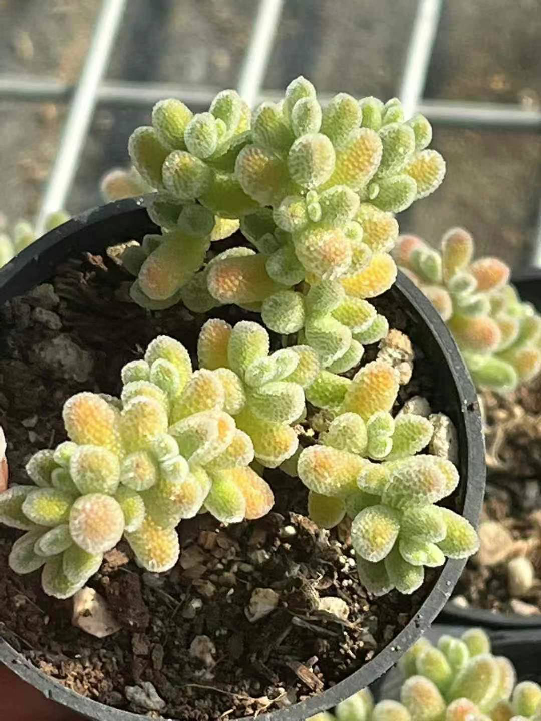 多肉植物　ドロサンテマム　丸くてコロコロ　米粒　小苗　抜き苗　１株 新入荷 多肉植物 ドロサンテマム 丸くてコロコロ 米粒 抜き苗 1