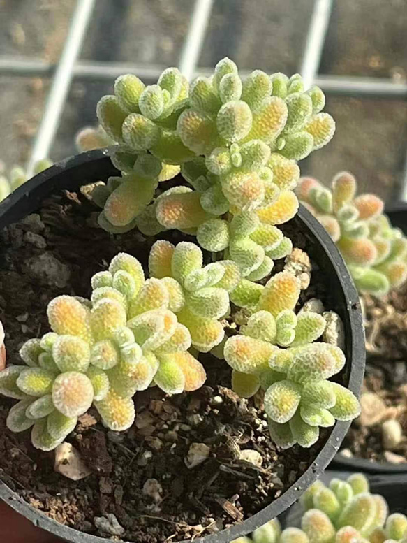 新入荷 多肉植物 ドロサンテマム Ice crystal 丸くてキラキラ