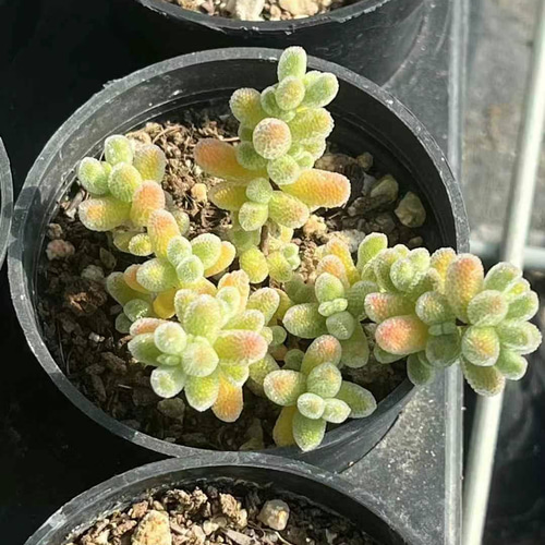新入荷 多肉植物 ドロサンテマム Ice crystal 丸くてキラキラ