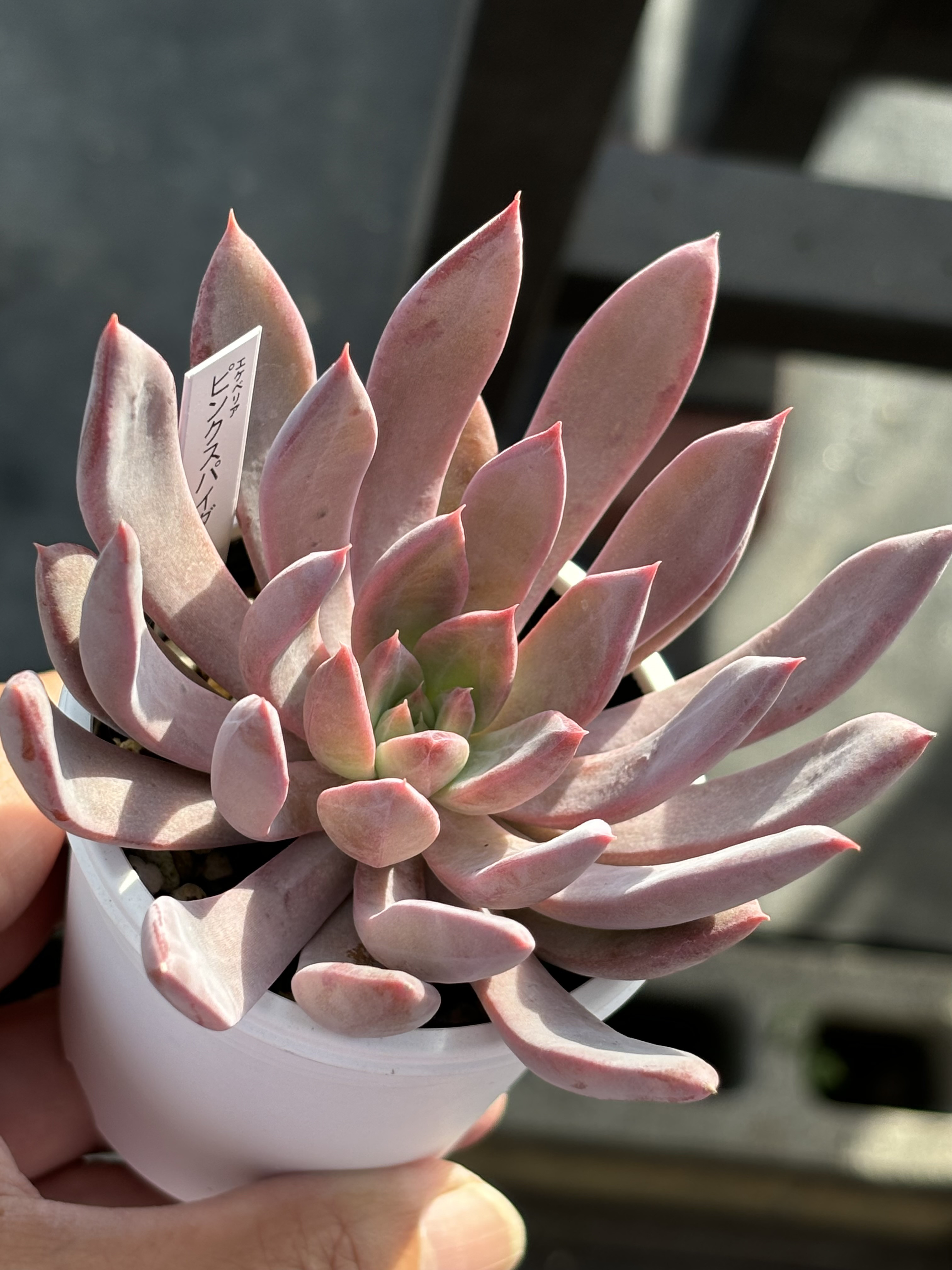 グレーとピンクの多肉植物*6 人気品種！☆ピンクスパイダー 多肉植物 自家栽培 国産 多肉植物