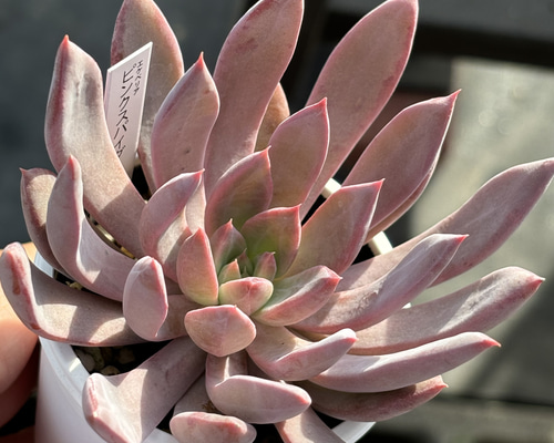 アイツプランツ？多肉植物　ピンクの小花が咲きます アイツプランツ？多肉植物 ピンクの小花が咲きます 今日の多肉