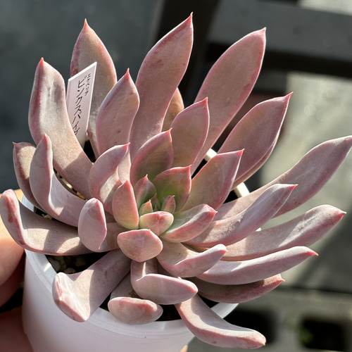 アイツプランツ？多肉植物　ピンクの小花が咲きます 2223現物 多肉植物 白鷺 抜き苗 | るる農園~多肉植物専門