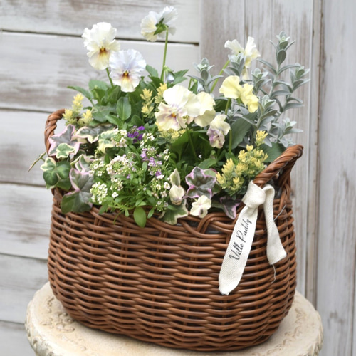 フリルパンジー」を2苗使ったナチュラル寄せ植え ※寄せ植えセット 花苗