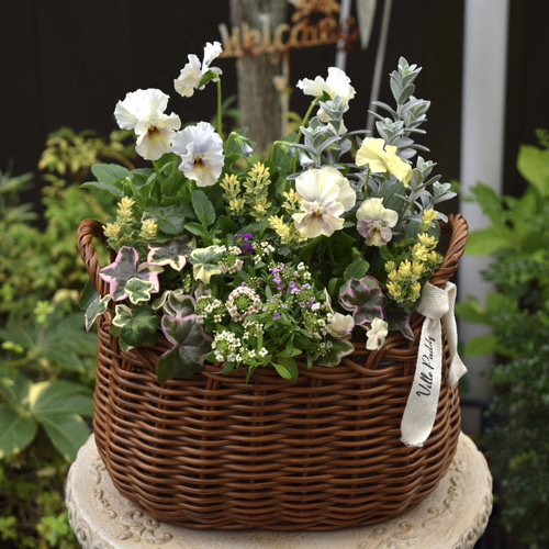 フリルパンジー」を2苗使ったナチュラル寄せ植え ※寄せ植えセット 花苗