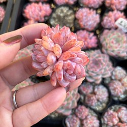 新入荷 高級苗 日本初登場 多肉植物 エケベリア 無尽灯 むじん