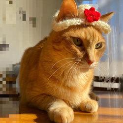 フラットポーチ クローゼット猫ちゃん - メルカリ