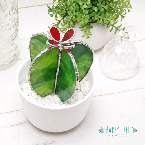 多肉植物 緑と赤のグラデーション*2 多肉植物 緑と赤のグラデーション*2 赤から緑へ、びっくりするほど