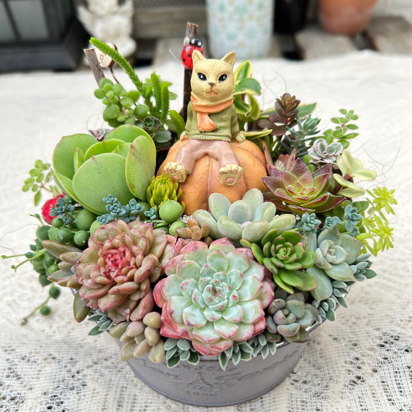 ★★壁掛け❤️★多肉植物★寄せ植え★このまま飾れます★★ 多肉植物寄せ植えこのまま飾れます 多肉植物 ちいこ 通販