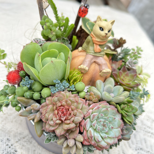 このまま飾れます】可愛い♡眺める猫さん 多肉植物寄せ植え 冬