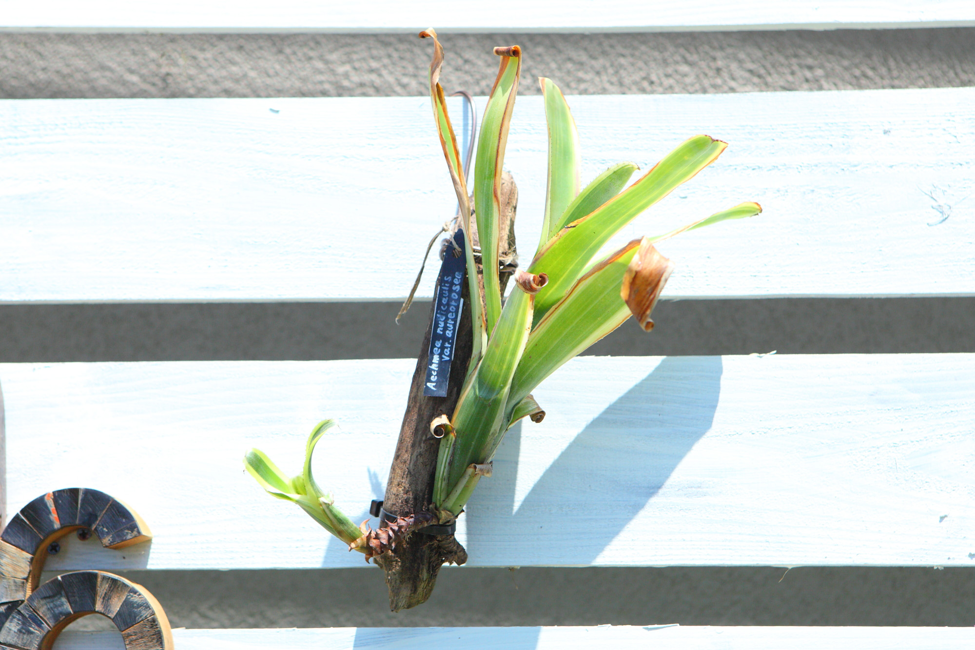 【 Aechmea nudicaulis var. aureorosea】※子株付　エクメア・ヌディカウリス　No349