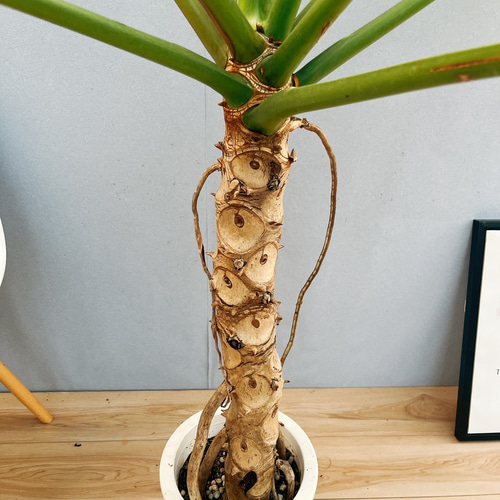 現品］特大！ フィロデンドロン セローム 幹上がり 8号 観葉植物