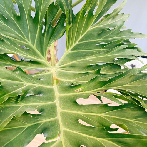 現品］特大！ フィロデンドロン セローム 幹上がり 8号 観葉植物 大型