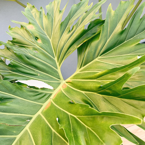 ［現品］5番　フィロデンドロン　セローム　幹上がり　8号　観葉植物　大型　室内 現品］特大！ フィロデンドロン セローム 幹上がり 8号 観葉植物