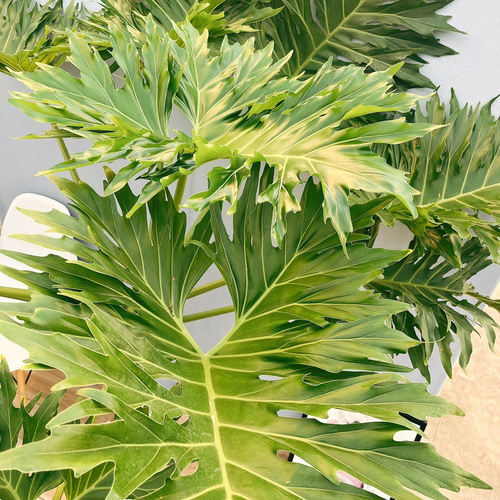 フィロデンドロン　セローム　根上がり　2【現品】観葉植物　室内　8号 Amazon｜フィロデンドロン セローム 根上がり 現品観葉植物 室内