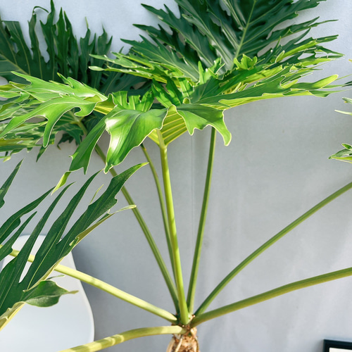現品］13番 特大 フィロデンドロン セローム 幹上がり 8号 観葉植物 
