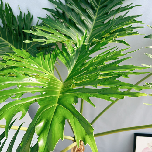 現品］13番 特大 フィロデンドロン セローム 幹上がり 8号 観葉植物 