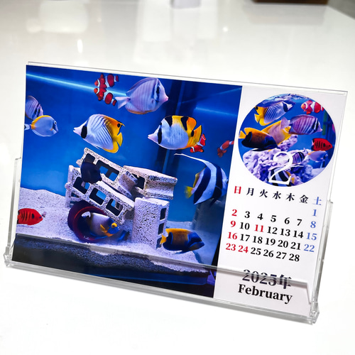 2025年彩り豊かな海水魚たち卓上カレンダー 2個3000円以上購入なら同じ