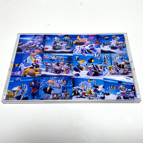 2025年彩り豊かな海水魚たち卓上カレンダー 2個3000円以上購入なら同じ