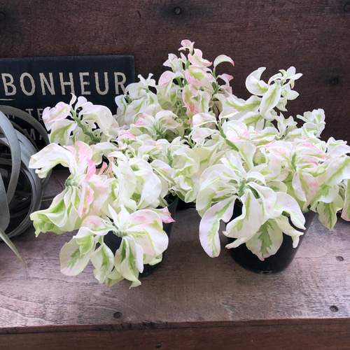 矮性の大銀竜♡ペディランサス♡超希少♡多肉植物♡観葉植物 アート