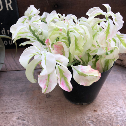 矮性の大銀竜♡ペディランサス♡超希少♡多肉植物♡観葉植物 アート