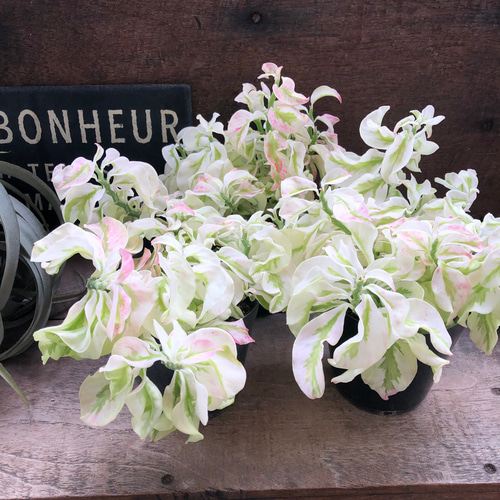 矮性の大銀竜♡ペディランサス♡超希少♡多肉植物♡観葉植物 アート