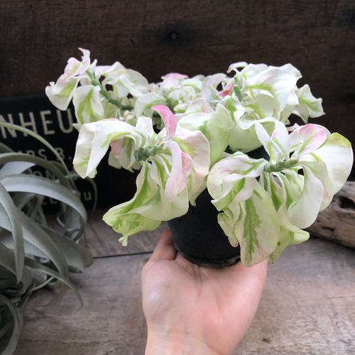 矮性の大銀竜♡ペディランサス♡超希少♡多肉植物♡観葉植物 アート