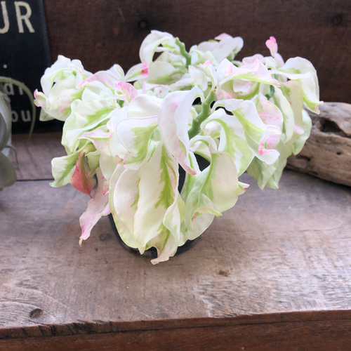 矮性の大銀竜♡ペディランサス♡超希少♡多肉植物♡観葉植物 アート