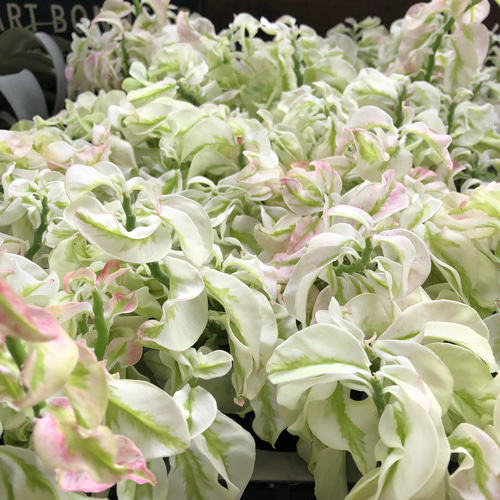 矮性の大銀竜♡ペディランサス♡超希少♡多肉植物♡観葉植物 アート